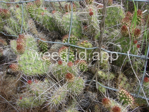 pricklypear, plains